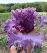 Ірис високий - French Lavander